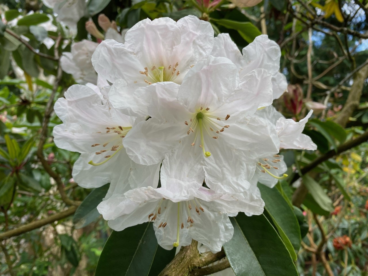 R. decorum AGM